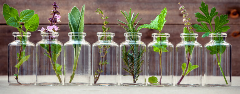 Ces plantes qui nous font du bien