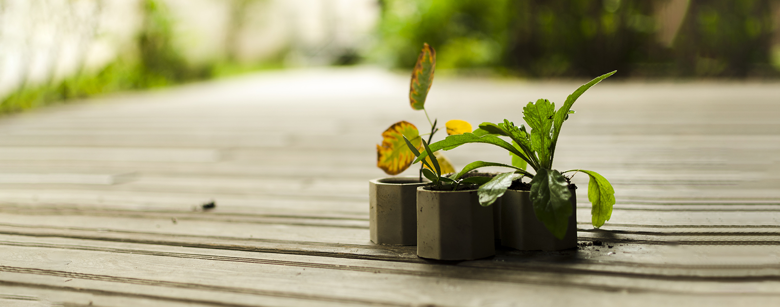 Bétonne ta plante  !