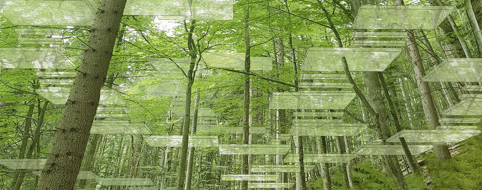 Dans les branches, une cabane habitée