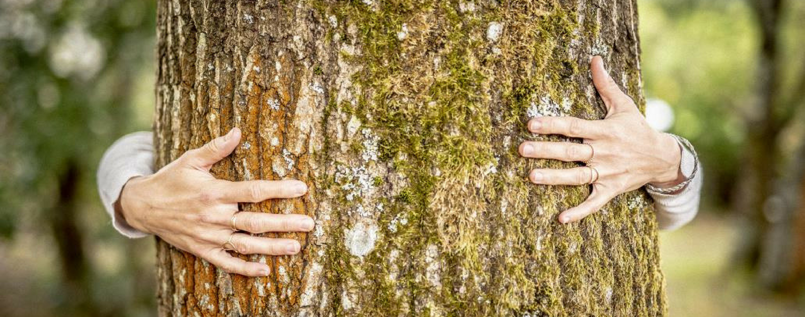 Des câlins aux arbres