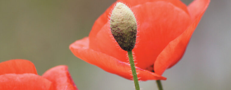 Symphonie en VIE majeure