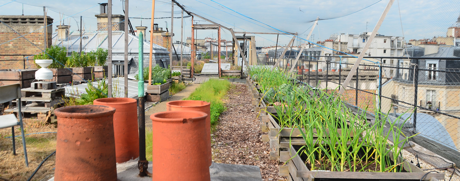 Agriculture urbaine