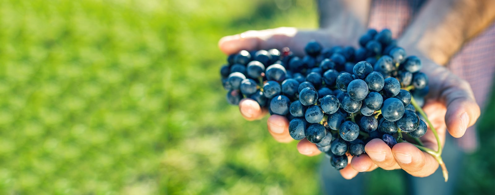 Comment devenir un expert du vin bio ?