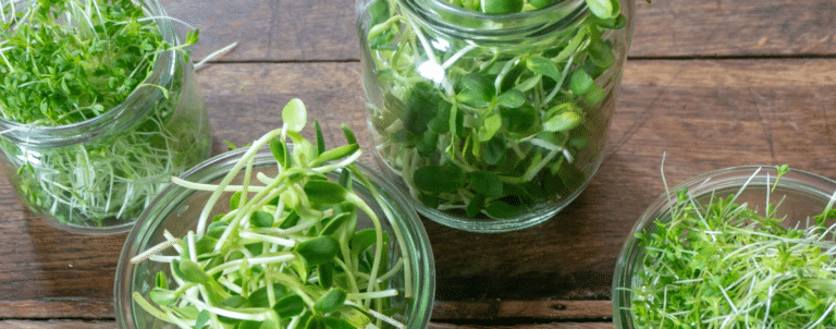 Un jardin sauvage dans ma cuisine