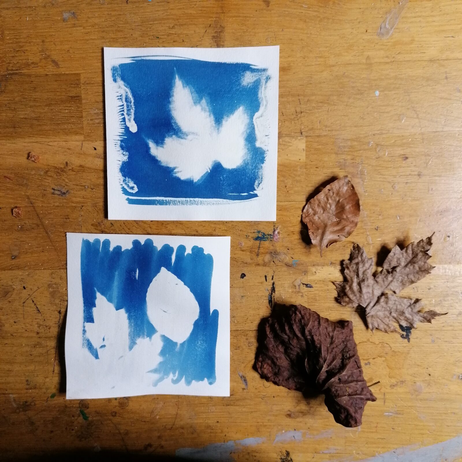 A la découverte du cyanotype pour les adultes
