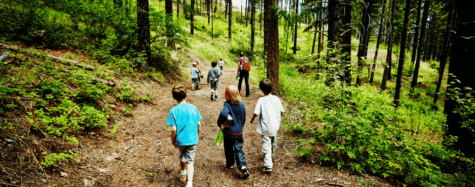 Balade en foret