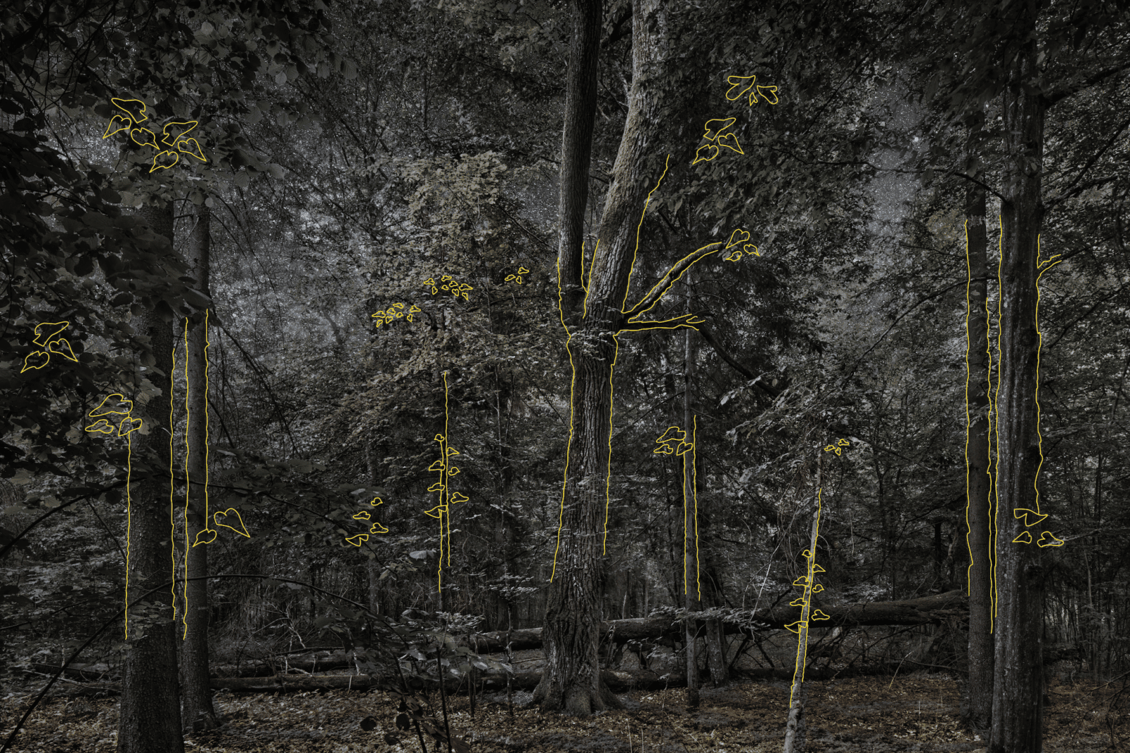Le Chant des forets