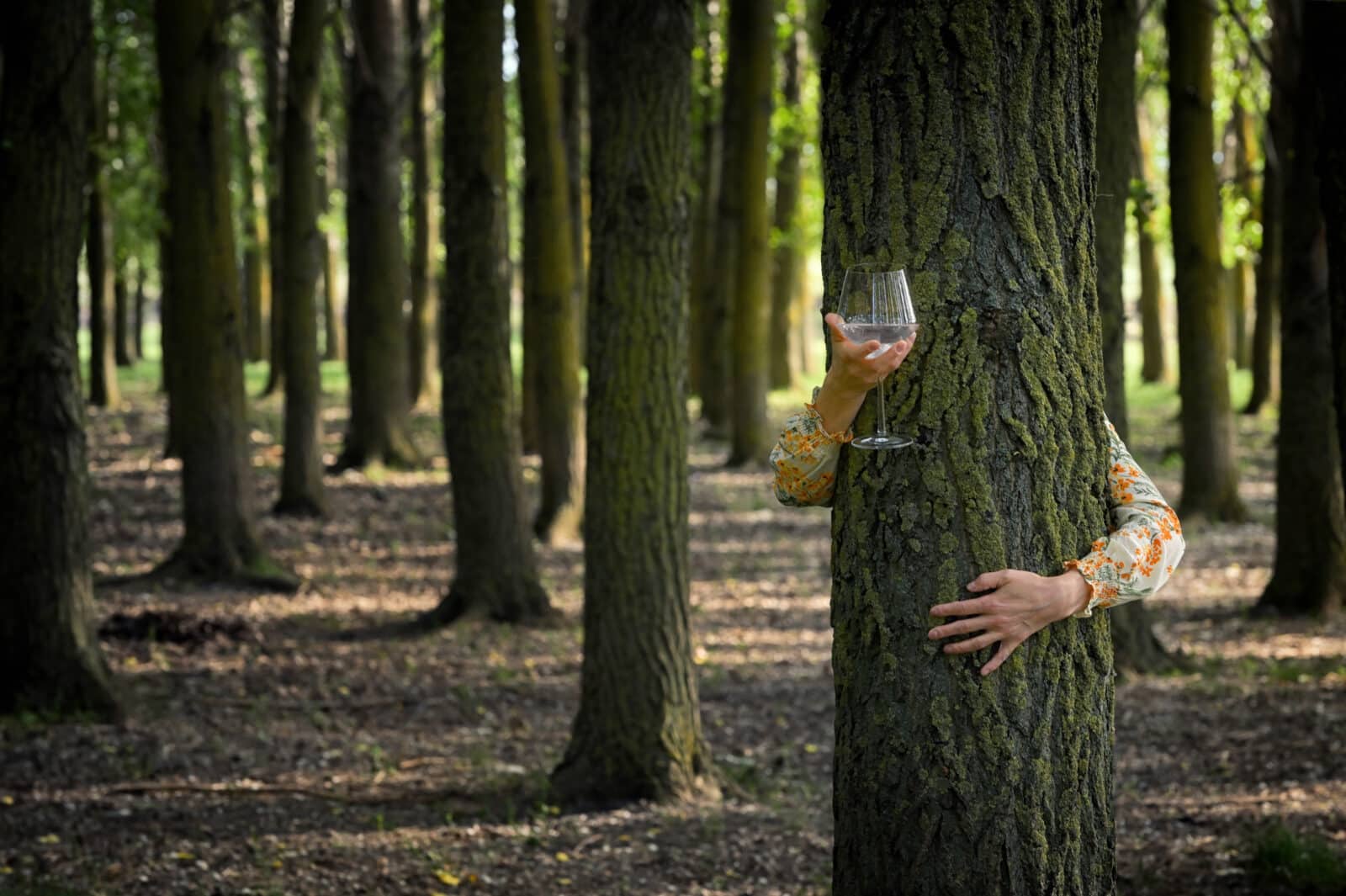 Vin dans la foret