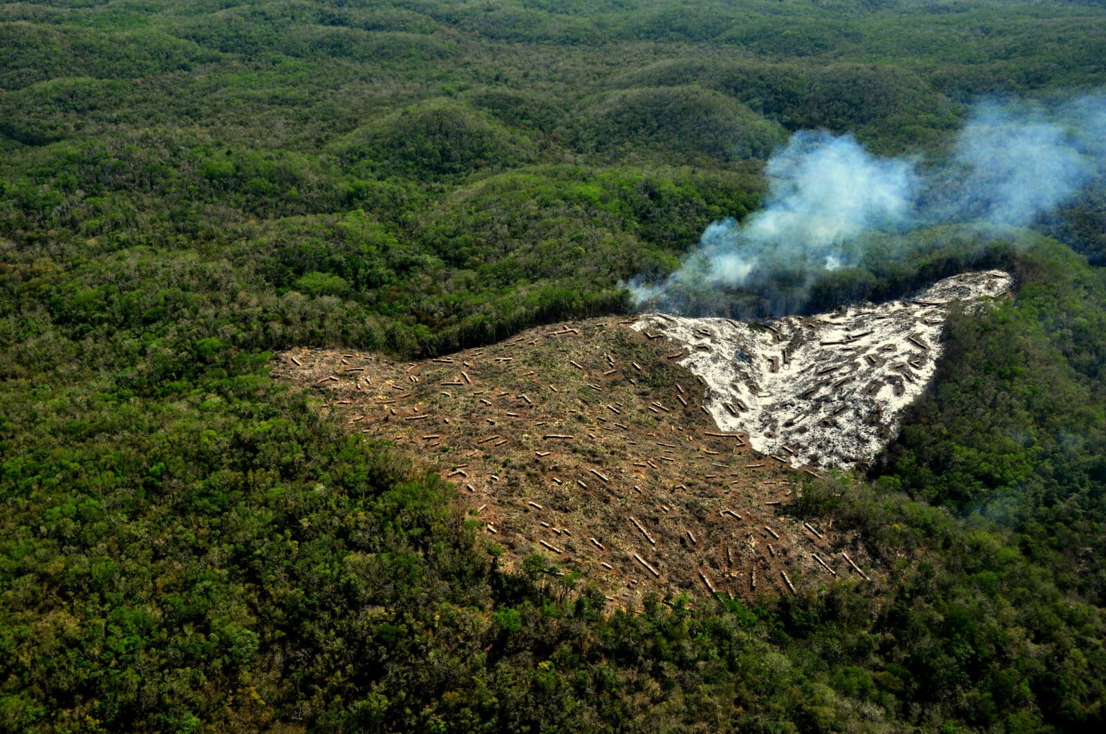 déforestation
