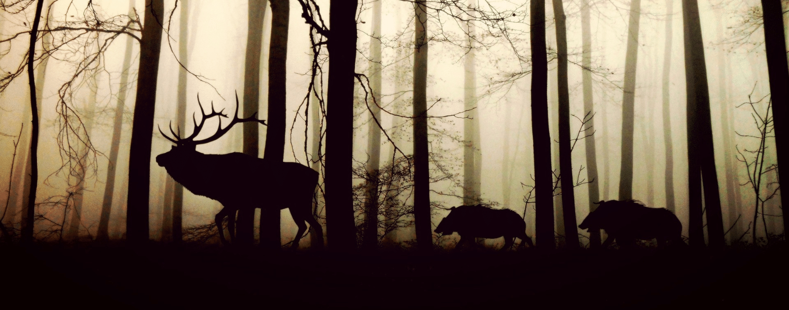 foret et animaux