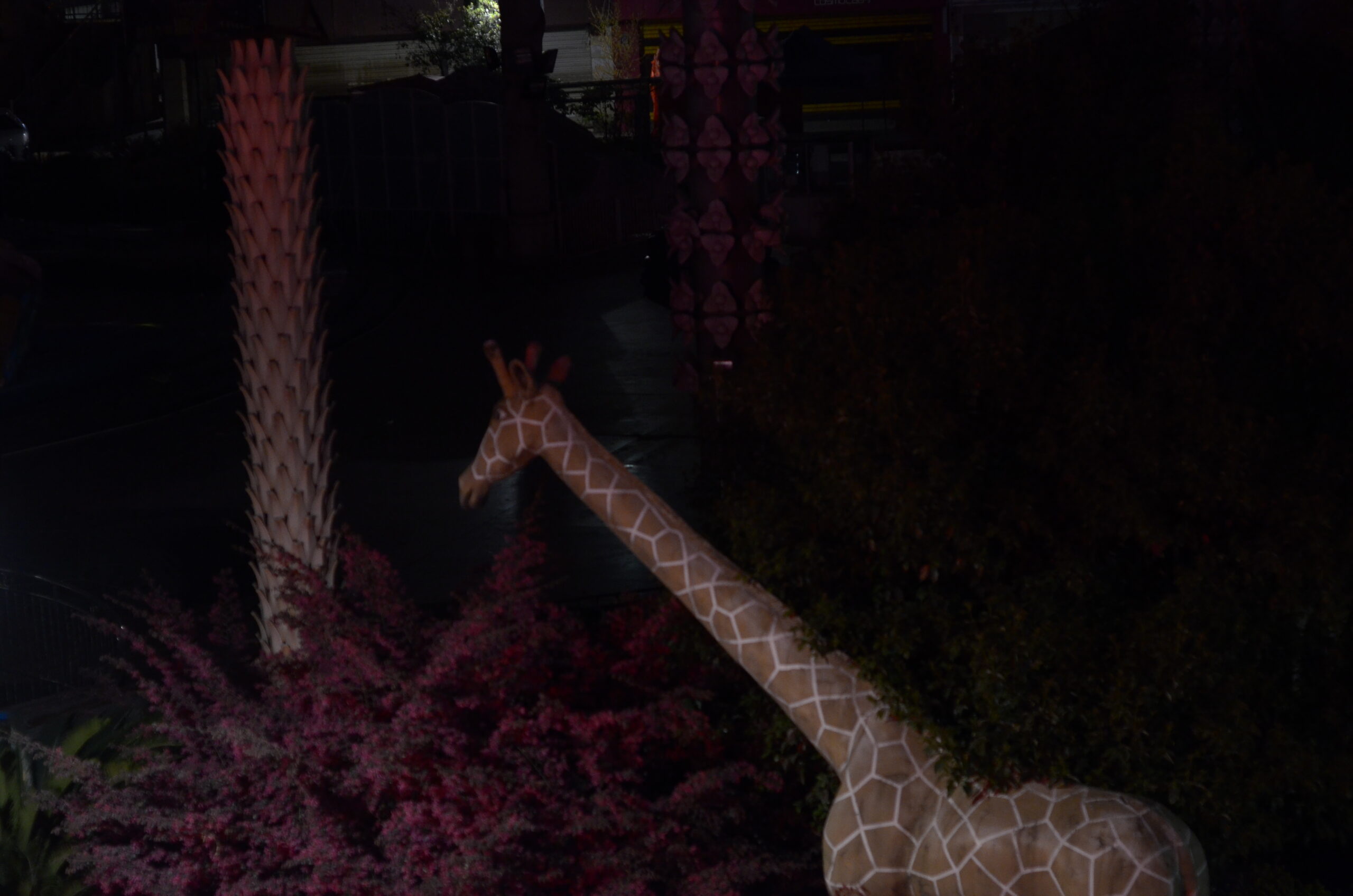 Girafe dans la nuit