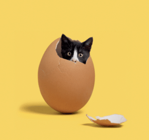 Cité des bébés, chaton dans un oeuf